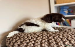 Mixed Breed dogs for sale: Australian Goldendoodles stunning BOYS ONLY   - Image 13