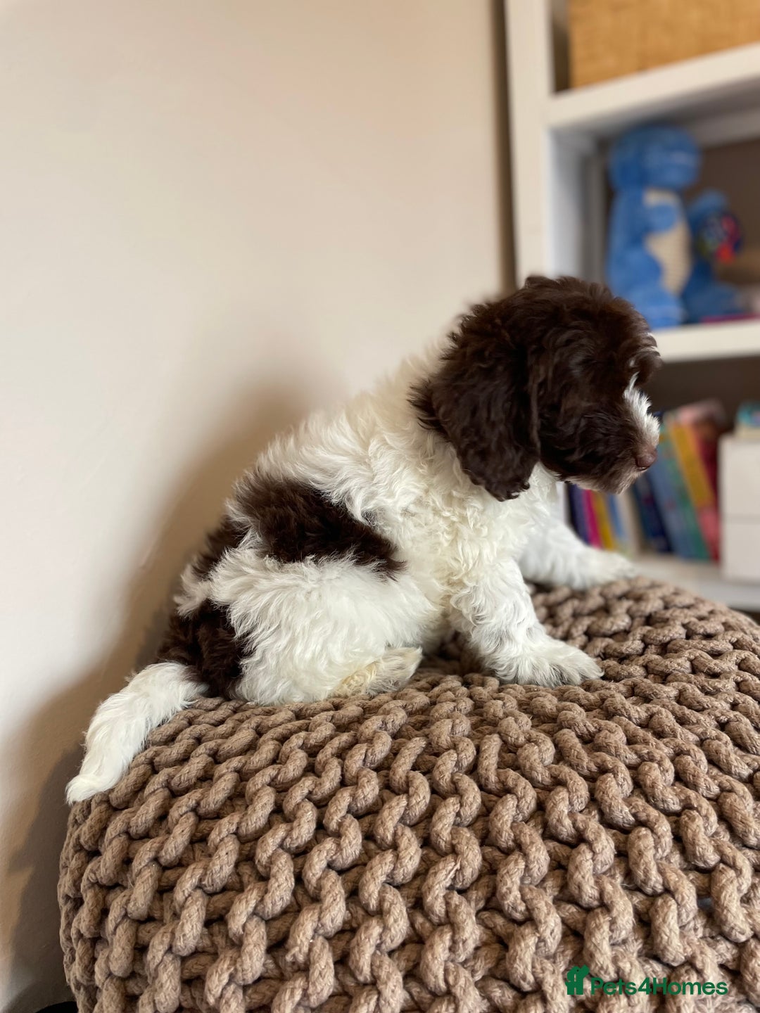 Mixed Breed dogs for sale: Australian Goldendoodles stunning BOYS ONLY   - Image 13