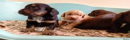 Cockapoo dogs for sale: P,r,a tested clear cockapoo F1 - Advert 16