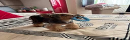 Yorkshire Terrier dogs for stud: Beautiful Yorkshire Terrier Stud Available - Advert 9