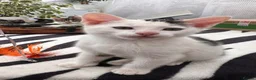 Mixed Breed cats for sale: Looking for my loving dream home!🐾 in Enfield - Advert 8