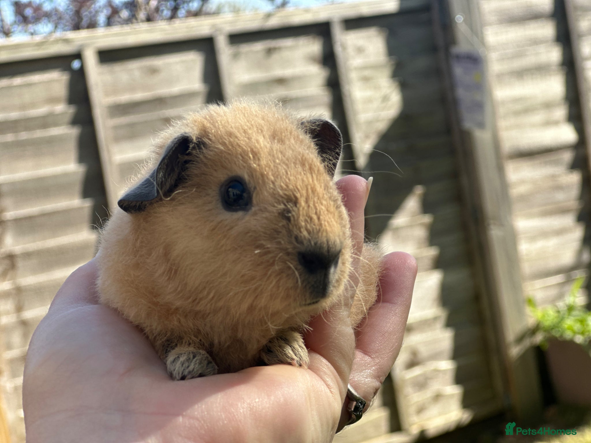 Guinea Pig rodents One little boy - Advert 1