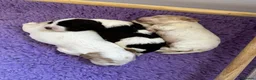 Cocker Spaniel dogs for stud: Full Show cocker spaniel Stud fully health tested  - Advert 14