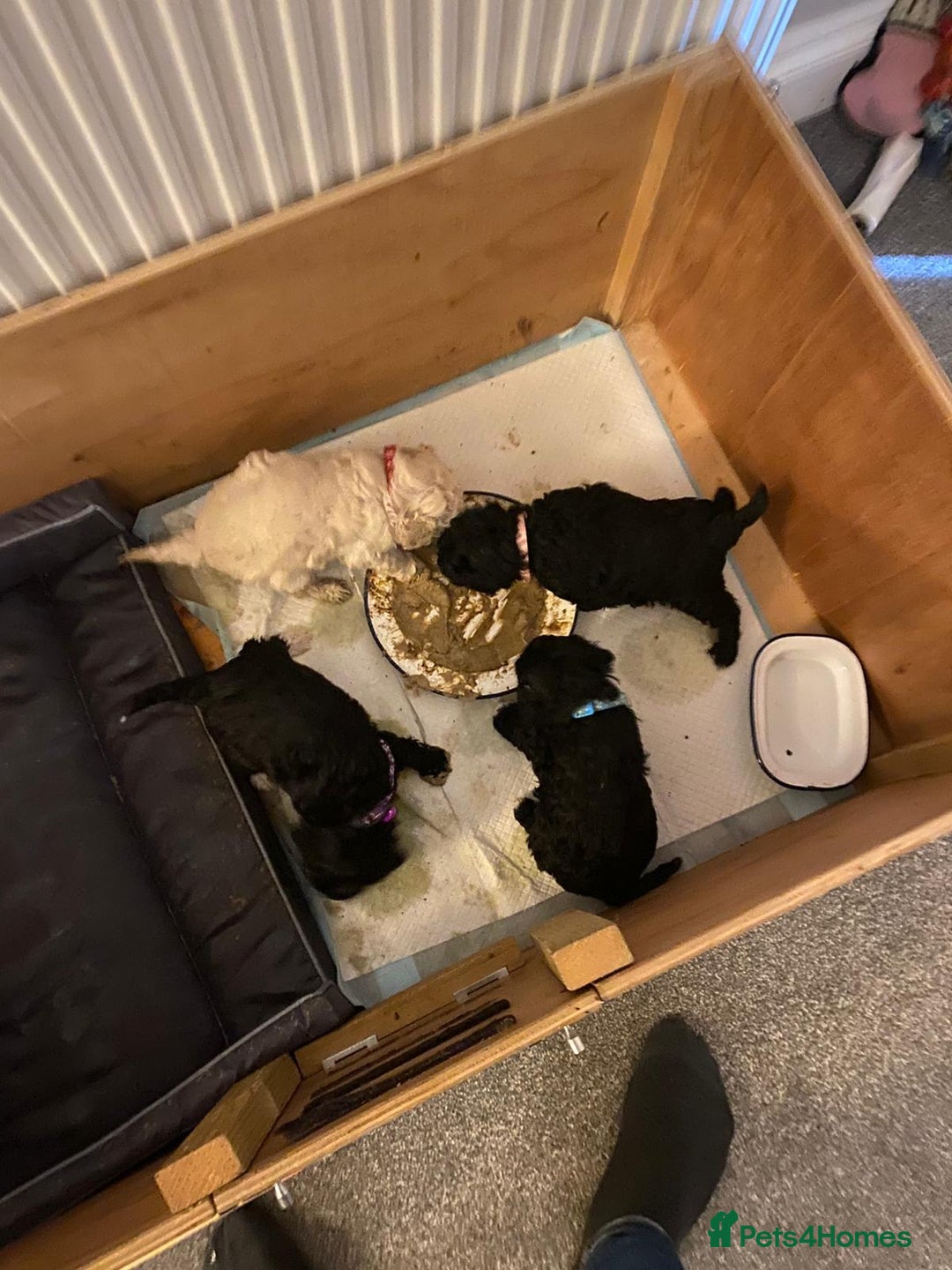 Schnoodle dogs for sale: TOY SCHNOODLE PUPPIES  - Advert 12