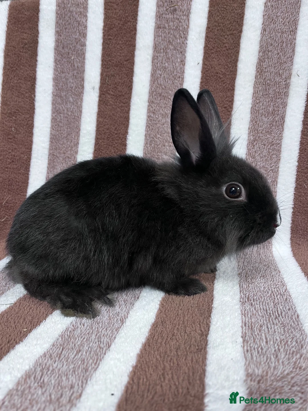 Lionhead rabbits for sale: Young female Lionhead cross  - Advert 4