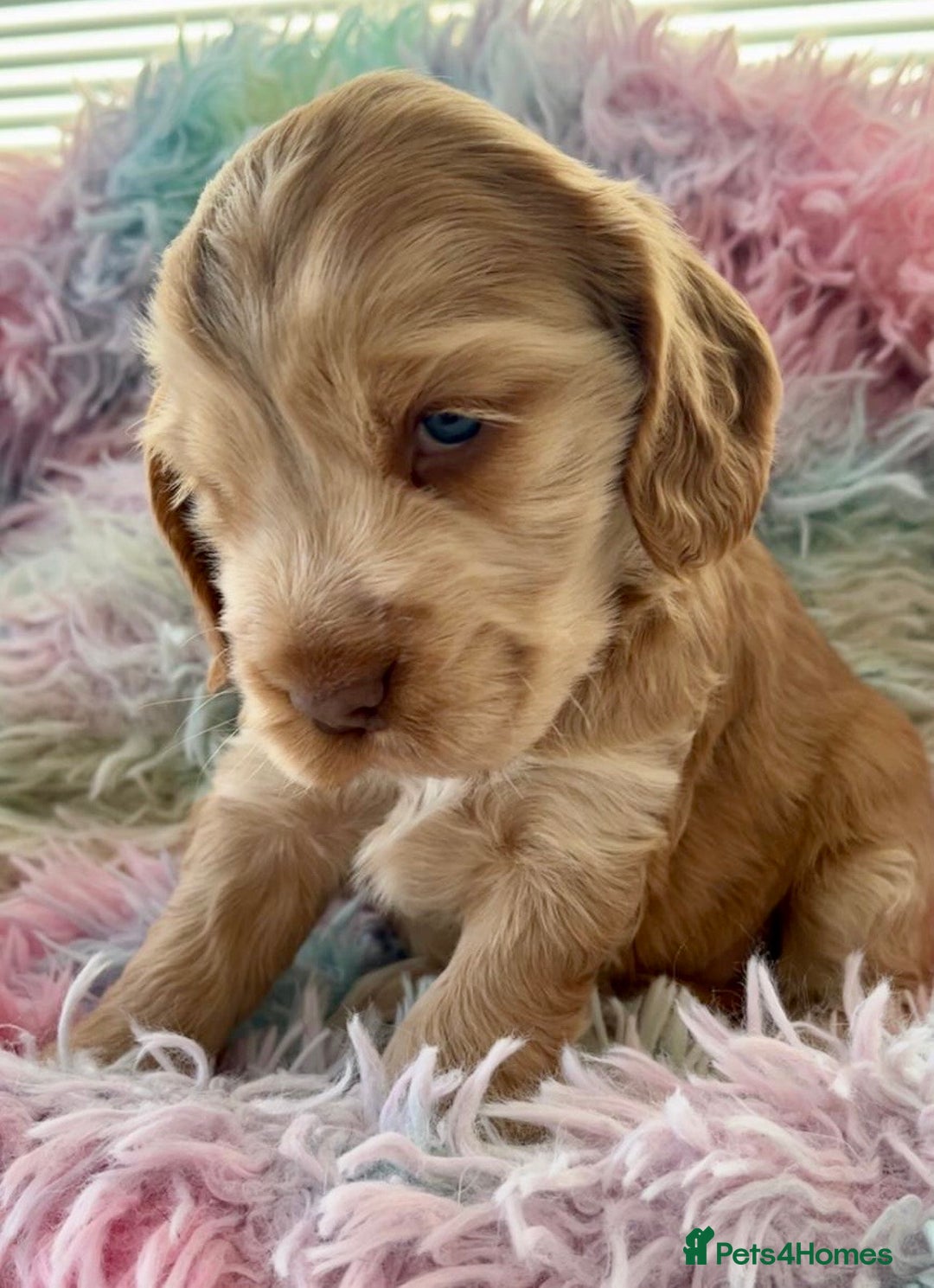 Cocker Spaniel dogs for sale: Champion Bloodlines KC Reg Show Cocker Spaniels - Advert 2