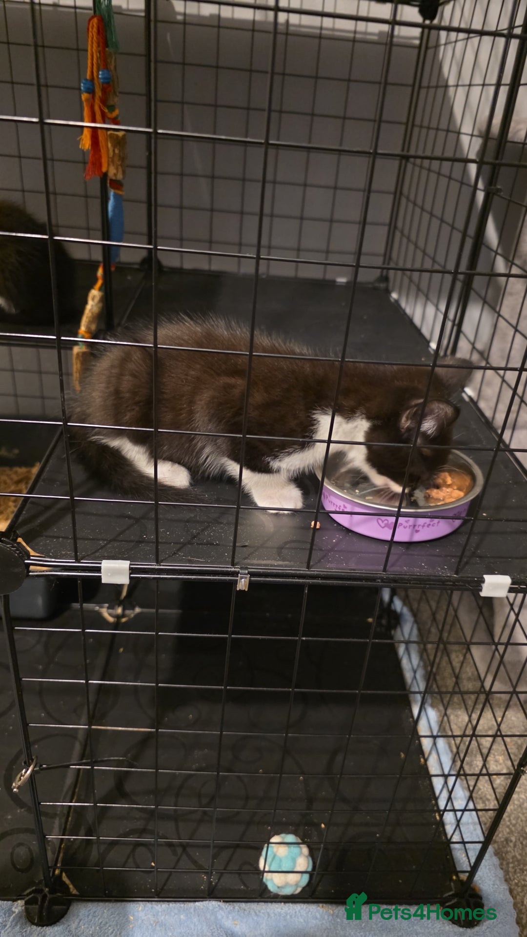 Domestic Shorthair cats for sale: 2 Beautiful Kittens - Uno & Bandana (8 Weeks  Old) - Image 13