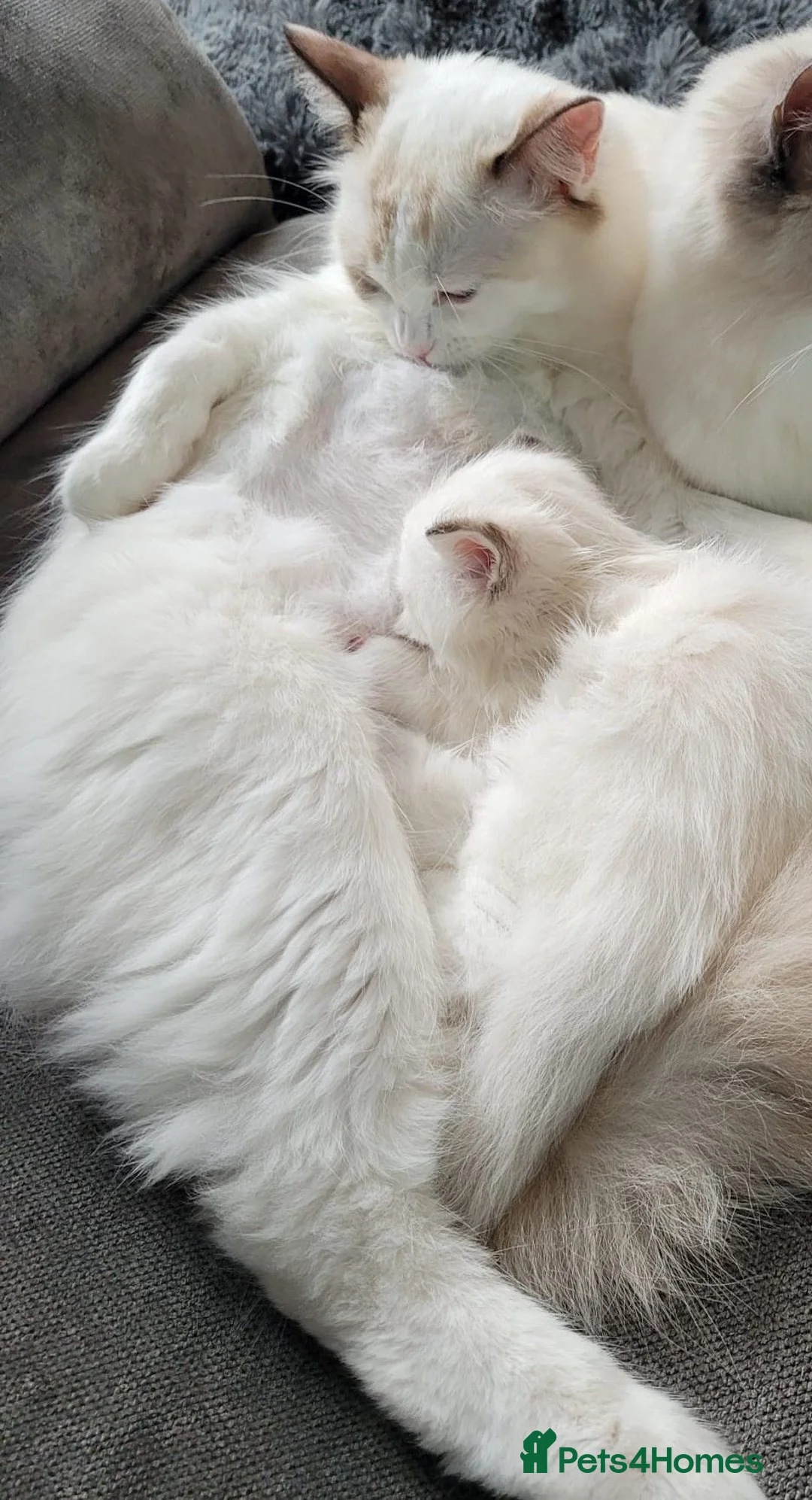 Ragdoll cats for sale: Chocolate TICA lynx mitted Ragdoll  - Advert 12