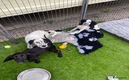 Cocker Spaniel dogs for sale: 5 cocker spaniels in Belvedere - Image 10