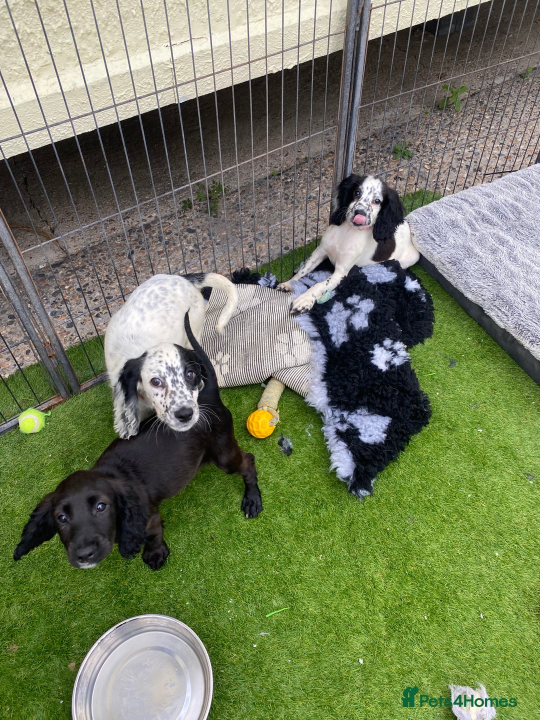 Cocker Spaniel dogs for sale: 5 cocker spaniels in Belvedere - Image 10