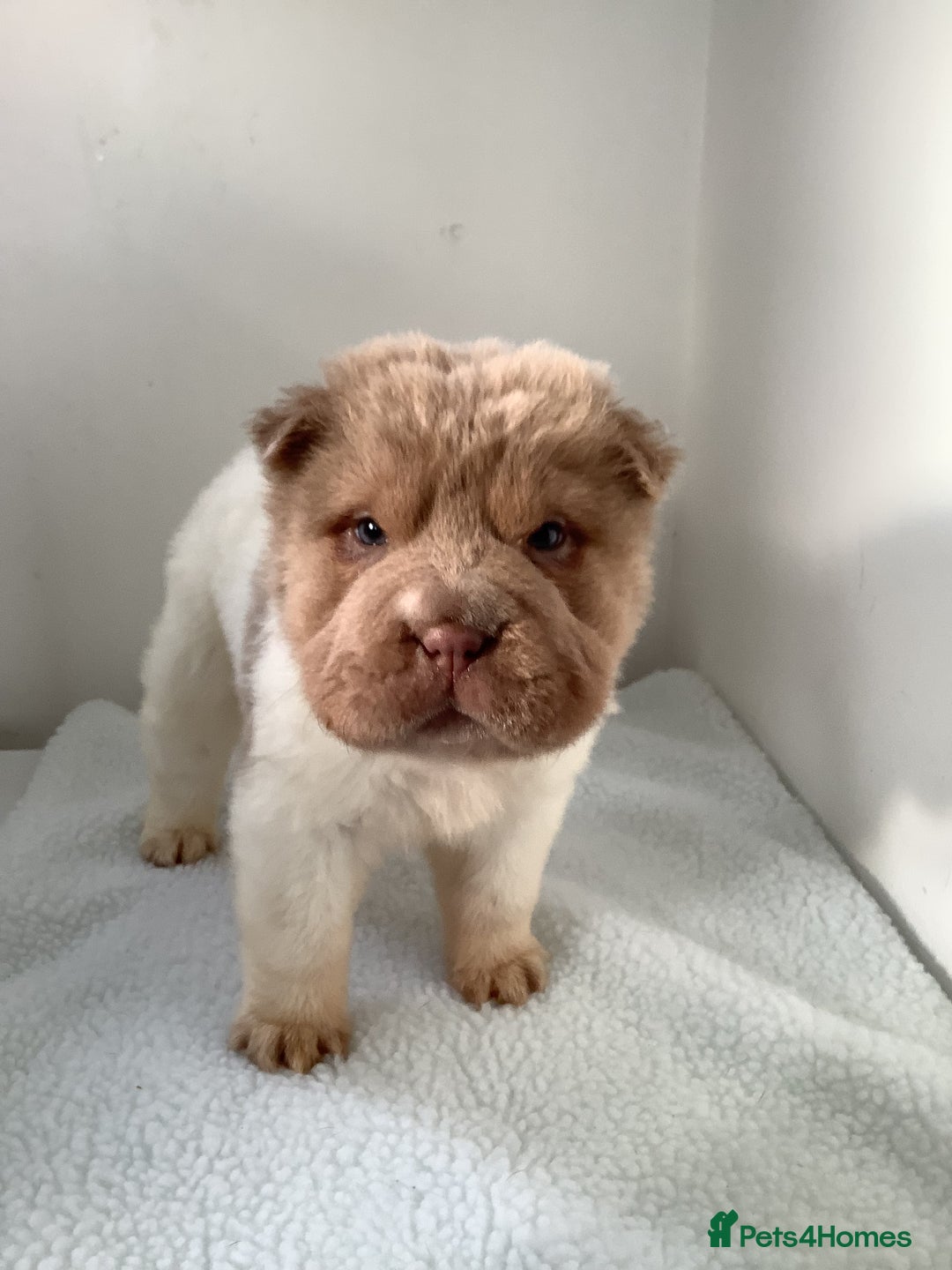 Shar Pei dogs for sale: Kc registered shar pei rare colours - Advert 14
