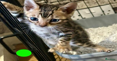 Bengal cats - Advert 2