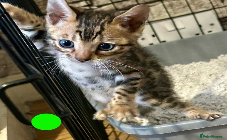Bengal cats - Advert 1
