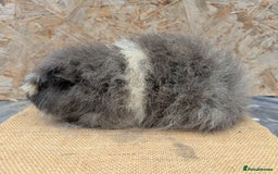 Guinea Pig rodents for sale: Swiss boar - Image 1