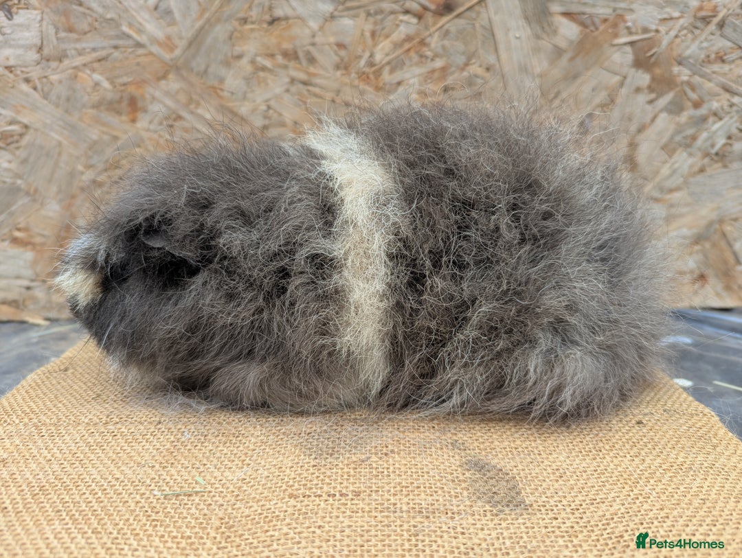 Guinea Pig rodents for sale: Swiss boar - Image 1
