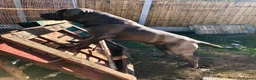 Cane Corso dogs for stud: BLUE CANE CORSO FOR STUD - Advert 4