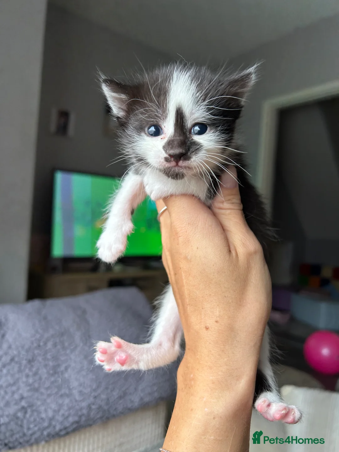 Mixed Breed cats for sale: 3 female kittens available.  - Advert 13