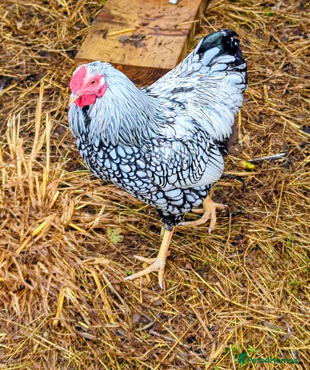 Chickens poultry for sale: Wyandotte chicks in Newton Abbot - Advert 4