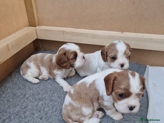 Cavalier King Charles Spaniel dogs 3 Stunning Blenheim Cavalier King Charles Puppies - Advert 10