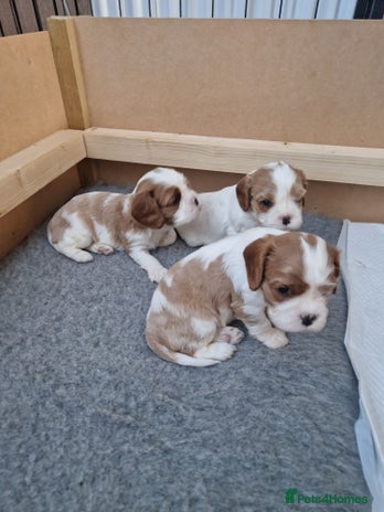 Cavalier King Charles Spaniel dogs 3 Stunning Blenheim Cavalier King Charles Puppies - Advert 9