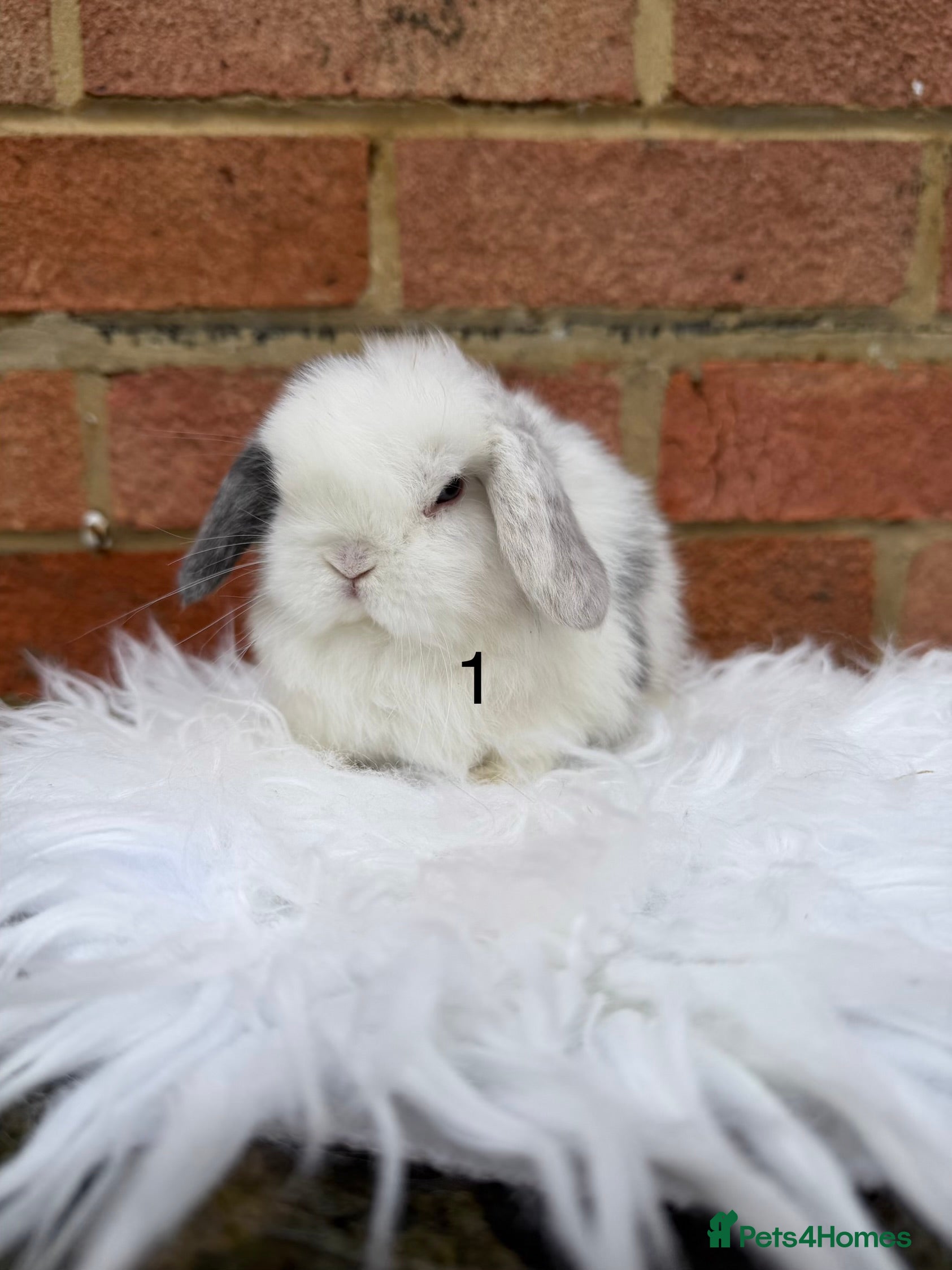Mini Lop rabbits Mini Lops available - Advert 1