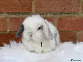 Mini Lop rabbits Mini Lops available - Advert 1