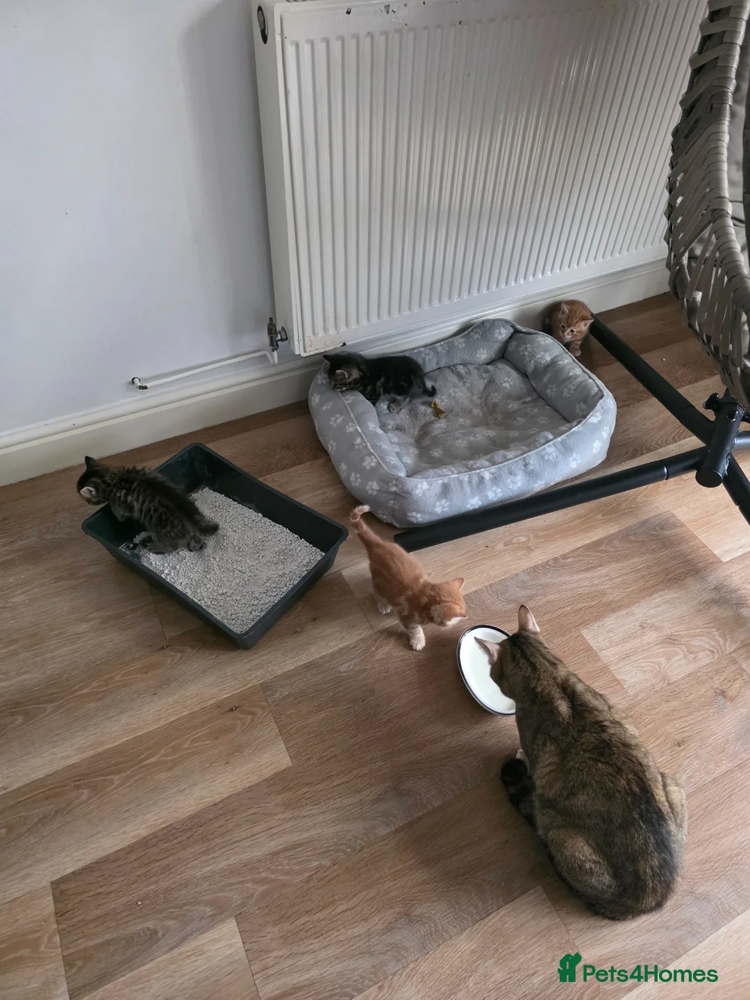 Mixed Breed cats for sale: Mix breed kittens - Advert 8