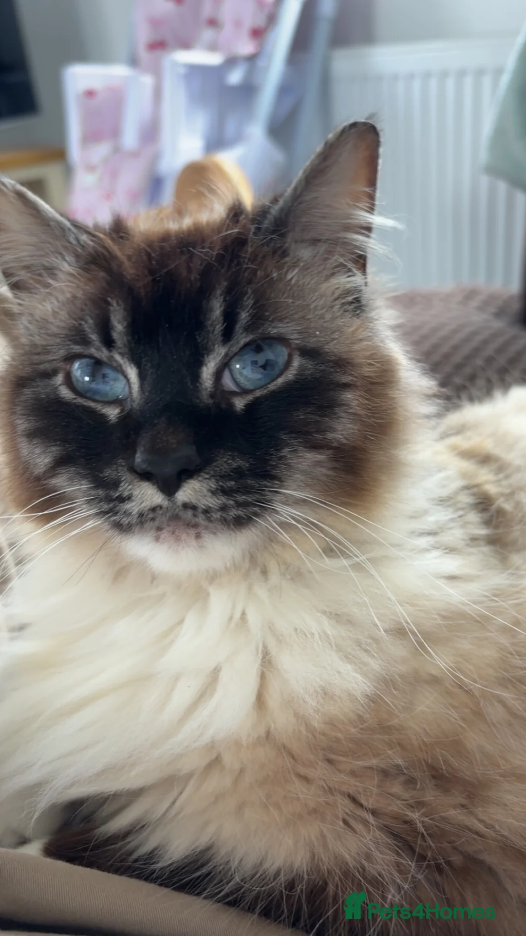 Mixed Breed cats for sale: Mixed breed beautiful little girl in Salisbury - Advert 2