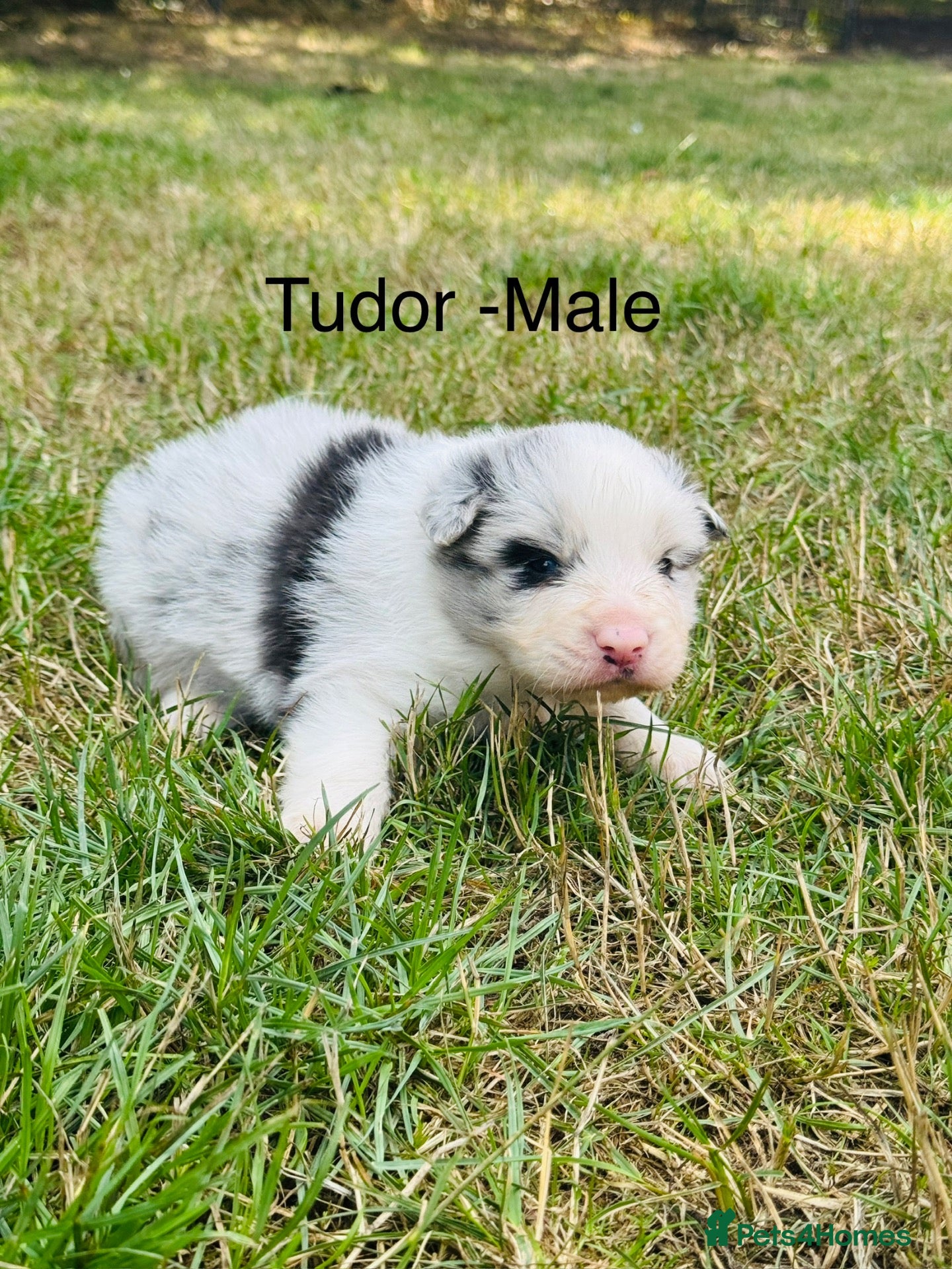 Border Collie dogs KC Registered Border Collie Puppies For Sale - Advert 2