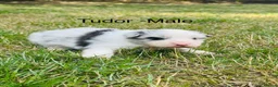 Border Collie dogs for sale: KC Registered Border Collie Puppies For Sale - Advert 2