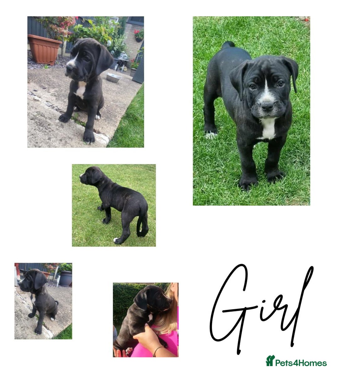Mixed Breed dogs for sale: Ready to collect – Cane Corso puppies  - Image 4