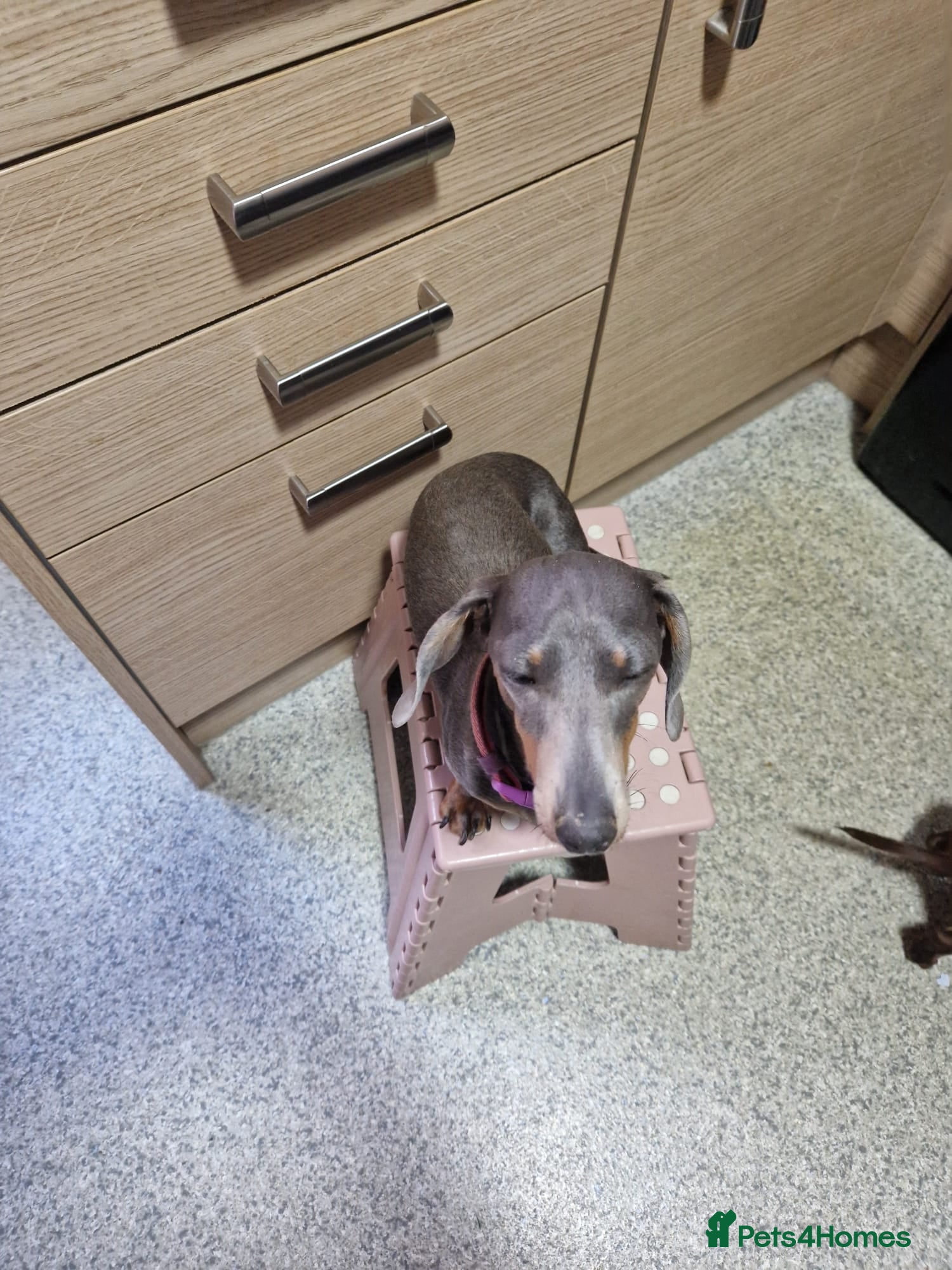 Miniature Dachshund dogs 3 miniature dashounds 1 boy, 2 girls  - Advert 8