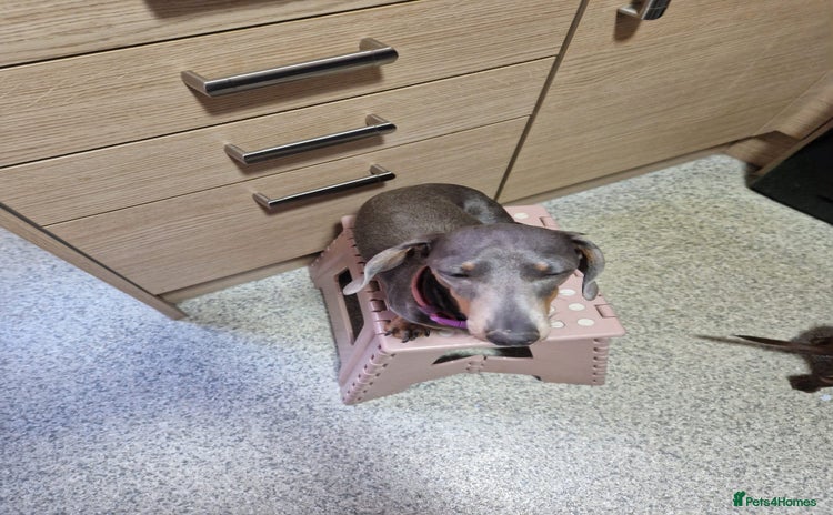 Miniature Dachshund dogs 3 miniature dashounds 1 boy, 2 girls  - Advert 5