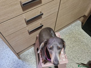 Miniature Dachshund dogs 3 miniature dashounds 1 boy, 2 girls - Advert 4