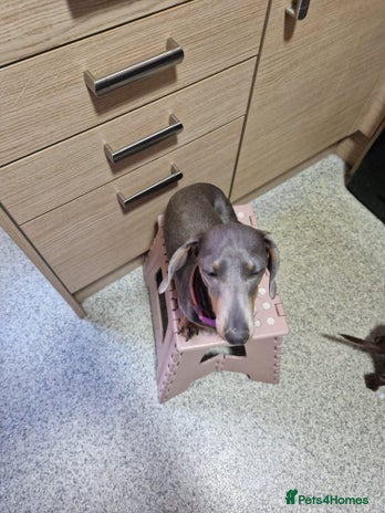 Miniature Dachshund dogs 3 miniature dashounds 1 boy, 2 girls - Advert 1