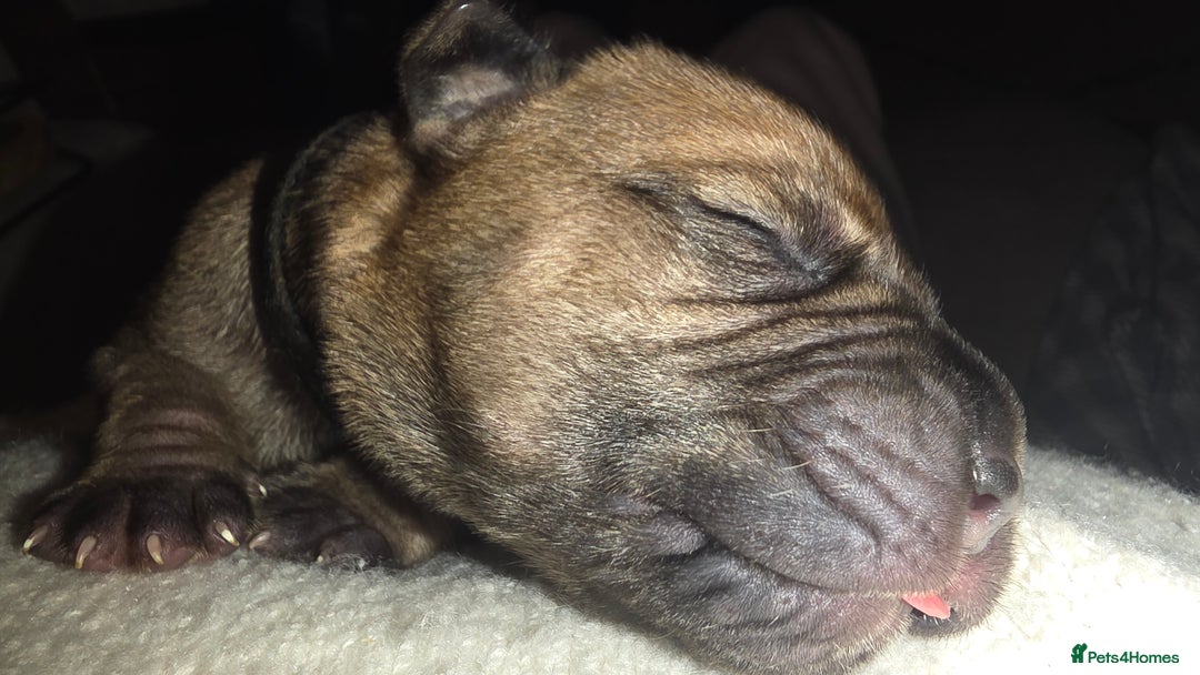 Mixed Breed dogs for sale: Adorable Bull Bordeaux Puppies  - Image 7