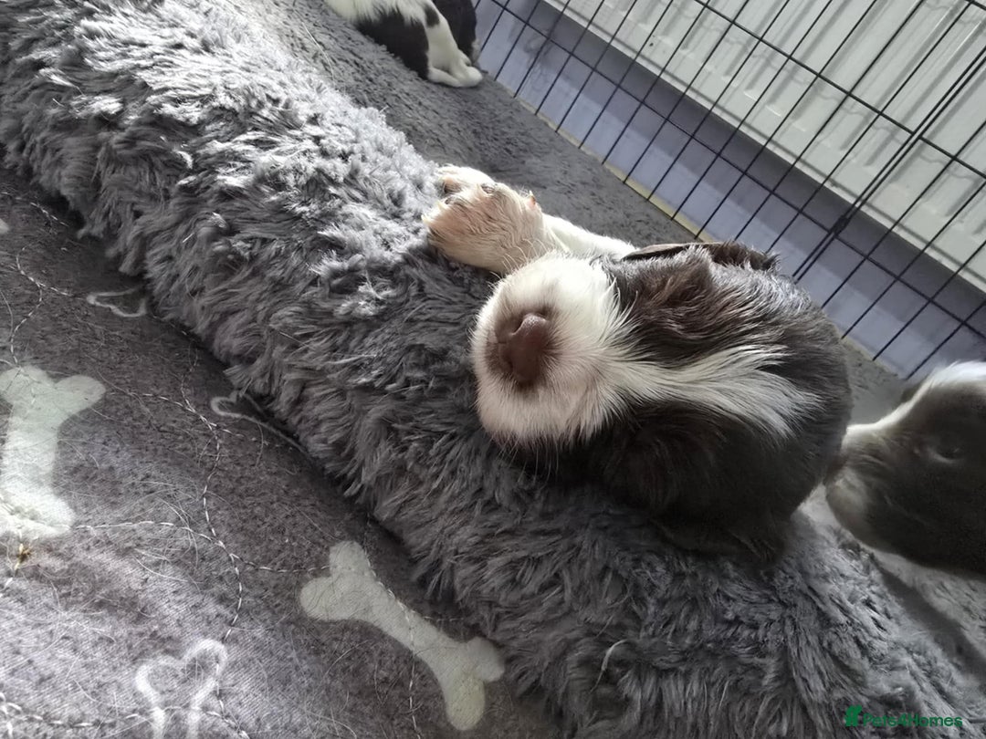 English Springer Spaniel dogs for sale: Stunning Pedigree Registered Pups - Image 4