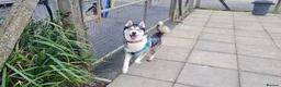 Siberian Husky dogs for adoption: Igloo - Advert 2