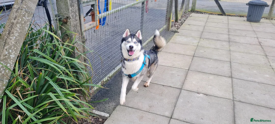 Siberian Husky dogs for adoption: Igloo - Advert 2