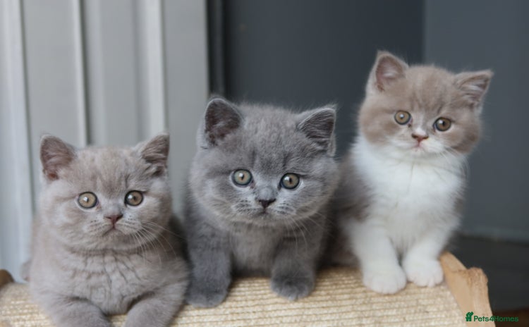 British Shorthair cats - Advert 3