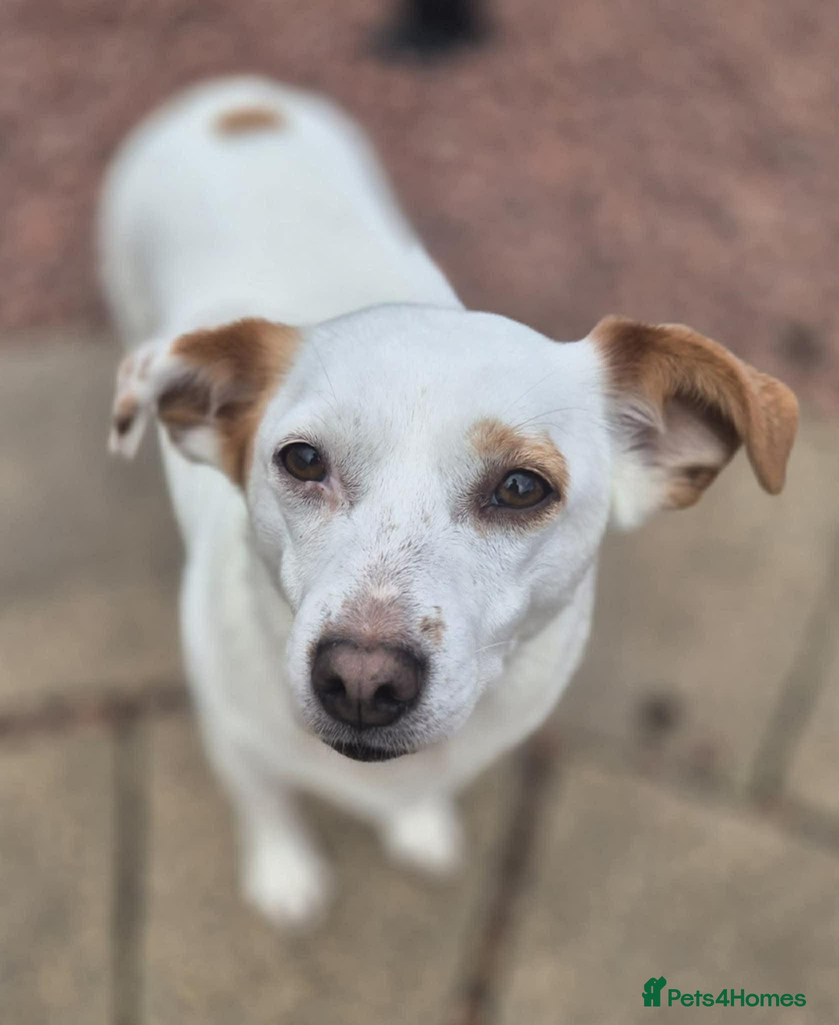 Mixed Breed dogs Lottie - In Ayr looking for a home - Advert 1