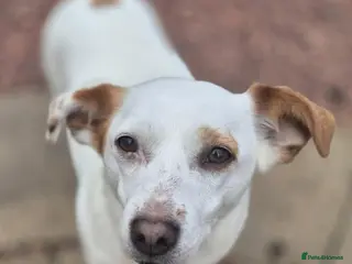 Mixed Breed dogs Lottie - In Ayr looking for a home - Advert 1