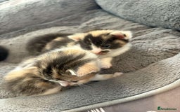 Mixed Breed cats for sale: Female calico  - Image 3