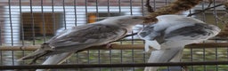 Cockatiels birds for sale: One male and one female 4 month old cockatiels. - Advert 3