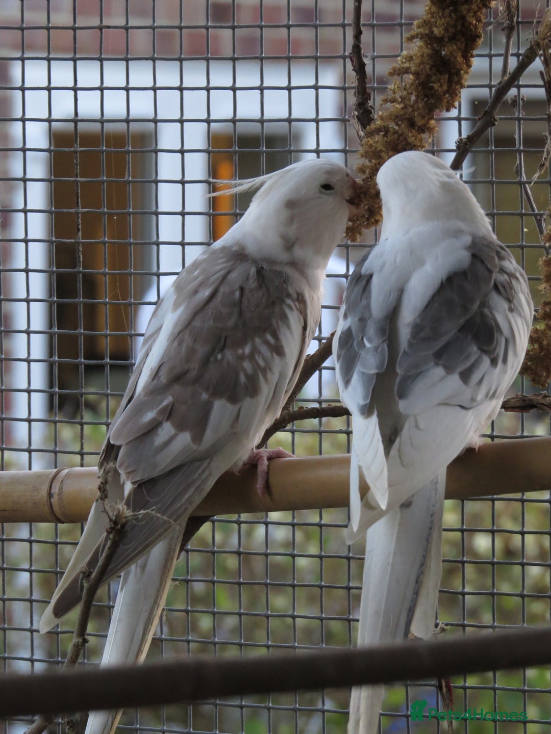 Cockatiels birds for sale: One male and one female 4 month old cockatiels. - Advert 3