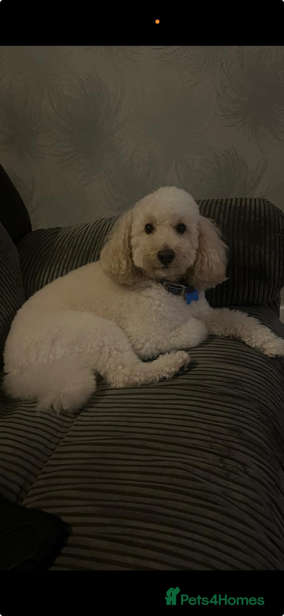 Toy Poodle dogs for sale: Beautiful toy/miniature poodle puppies. - Advert 7