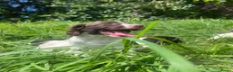 English Springer Spaniel dogs for sale: Gorgeous English Springer Spaniels - Advert 10