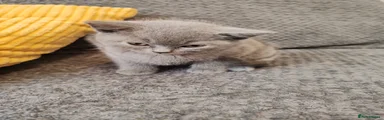 British Shorthair 4