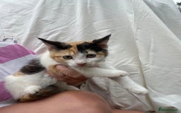 Ragdoll cats for sale: Ragdoll cross kittens  - Image 1