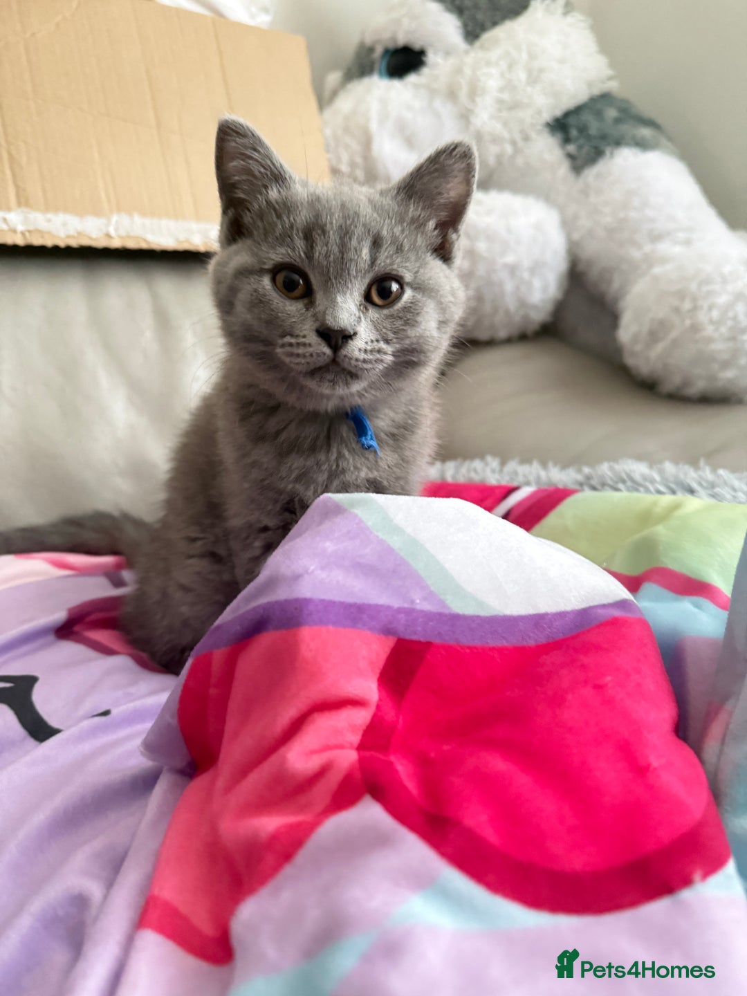 British Shorthair cats for sale: British shorthair  - Advert 6